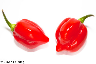 Habanero